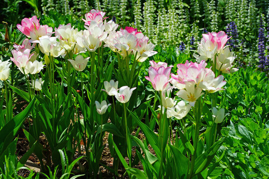 White and pink multiflowering bouquet tulip flowers Candy Club