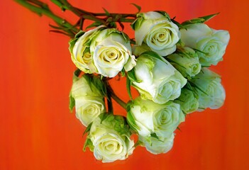 White spray roses reflecting in a mirror on an orange background