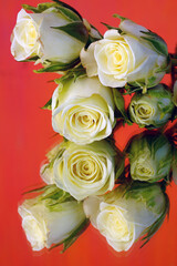 White spray roses reflecting in a mirror on an orange background