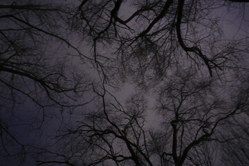 sScary trees at night