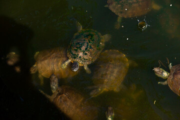 Turtles swimming in water looking for some food. 