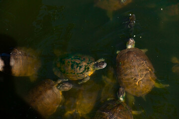 Obraz premium Turtle swimming in the sea