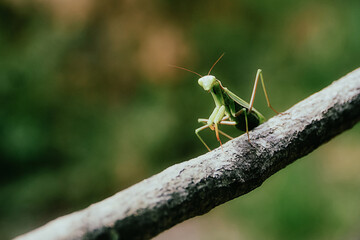 Praying mantis/Mante religieuse