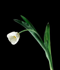 White tulip isolated on a black background