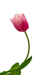 Pink tulip isolated on a white background