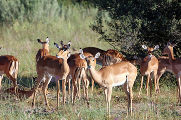 Herd of impala in the morning sun, Okavango Delta Botswana
