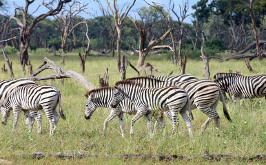 Fototapeta na wymiar Herd of zebra, Okavango Delta Botswana 