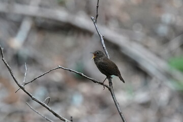 winter wren in the forest