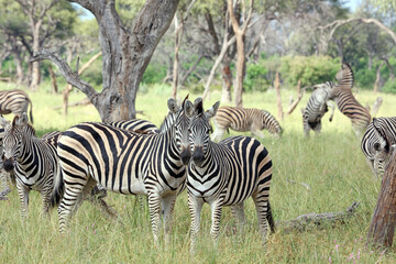 Fototapeta na wymiar Two zebra watching the watchers, Okavango Delta Botswana 