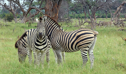 Two zebra, Okavango Delta Botswana
