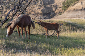 Naklejka premium North dakota wild horses in the badlands 