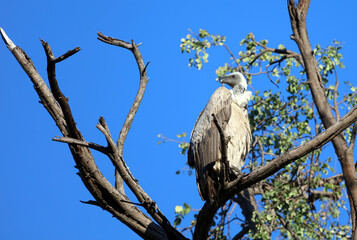 White backed vulture in a tree, Okavango Delta Botswana
