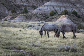 Obraz premium North dakota wild horses in the badlands 