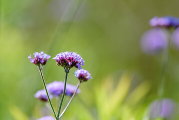 青紫色の三尺バーベナの花