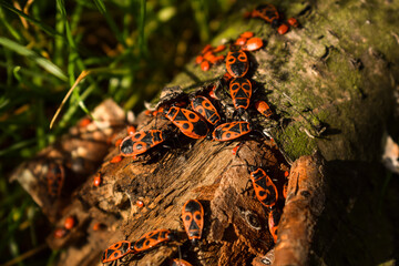 European firebug on a withered tree trunk