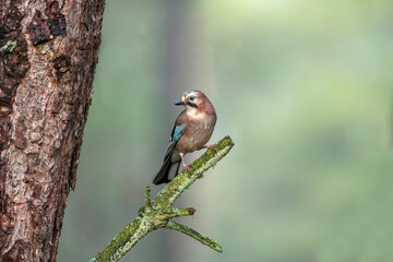 Jay perched on a branch of a tree, with a blurred background in a forest close up in the winter