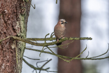 Jay perched on a branch of a tree, with a blurred background in a forest close up in the winter