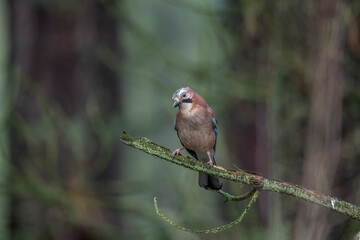 Jay perched on a branch of a tree, with a blurred background in a forest close up in the winter