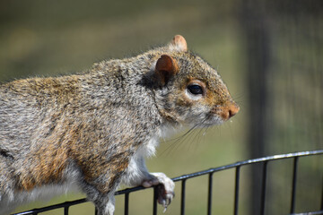 Grey squirrel (Sciurus carolinensis) portrait with negative space