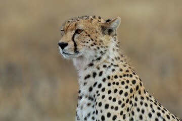 Ein Gepard (Acinonyx jubatus) , Cheetah, in der Serengeti, Tansania.