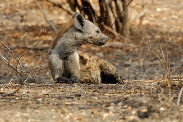 Fototapeta premium Eine Hyäne (Crocuta crocuta), Spotted hyena, in der Savanne Tansanias.