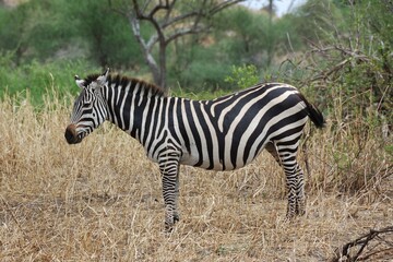 Fototapeta na wymiar Zebras (Equus quagga), Quagga, in Tansania.