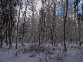 Winter forest