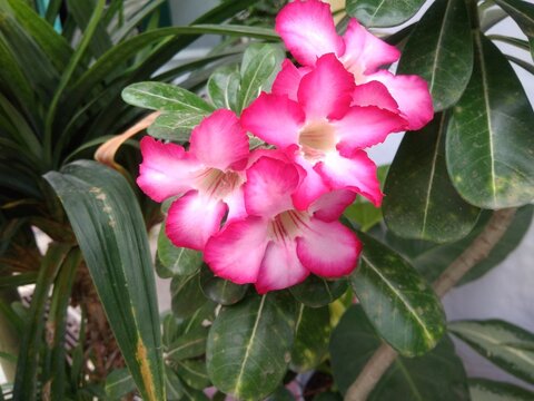 red and white frangipani or camboja flowers on the morning