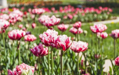 Beautiful Pink Curly  Tulips Field  in a Spring Blooming  Garden