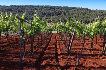 Zelfklevend Fotobehang Puglia vineyard in Italy © Tupungato