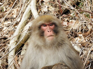 白神山地のニホンザル