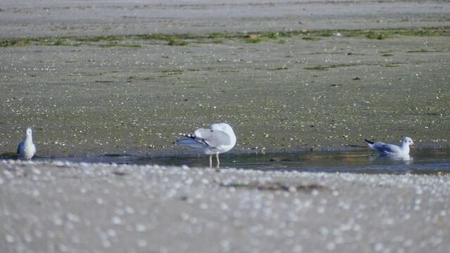 Seagull scratches itself with its paw and spreads its wings flapping on a beach. Close-up shot with selective focus