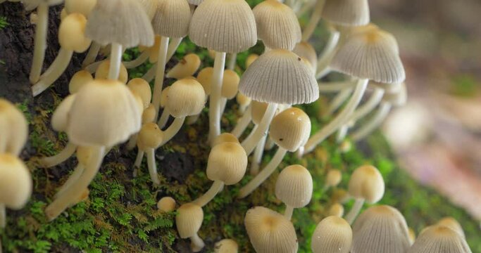Mushroom fungi Coprinellus Sp on tree trunk, mycelium saprobe decomposer