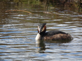 great crested grebe (Podiceps cristatus)