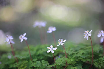 群生するバイカオウレンの花