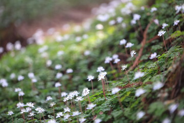 群生するバイカオウレンの花