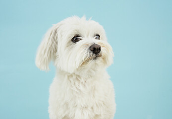 Profile maltese puppy dog looking away with sad expression. Isolated on blue pastel background - obrazy, fototapety, plakaty