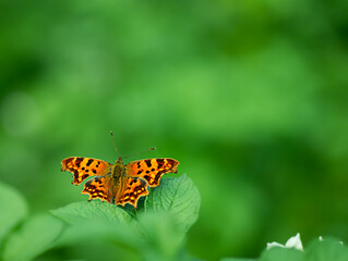 Orange butterfly on a green leaf on a blurred background with space for text. Summer background