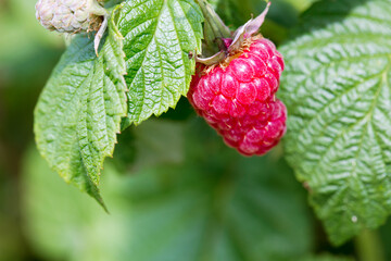 Ripe raspberry close-up. Raspberries on a branch.