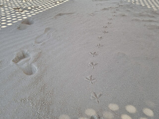 砂浜の子供とハトの足跡