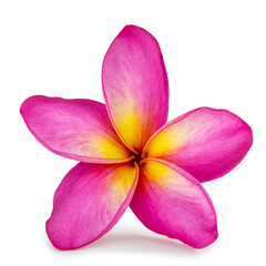 Single blooming pink frangipani or plumeria rubra flowers isolated on white background with clipping path, cutout. 