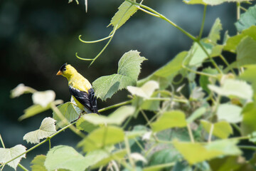 American goldfinch rests on a grapevine in a vineyard
