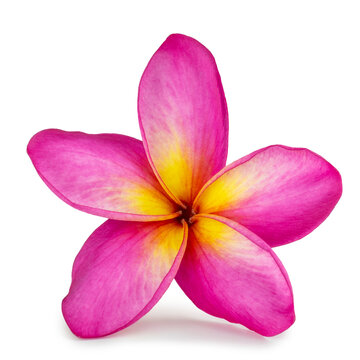 Single blooming pink frangipani or plumeria rubra flowers isolated on white background with clipping path, cutout. 
