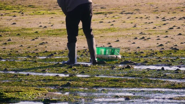 Man extracting shellfish with a green basket on a beach in Boiro, Galicia, Spain. Low angle shot with selective focus