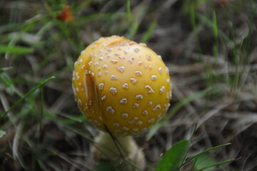 Mushrooms Photo and Image. Mushroom in yellow colour with white dot on ground with foliage in its environment and habitat surrounding.