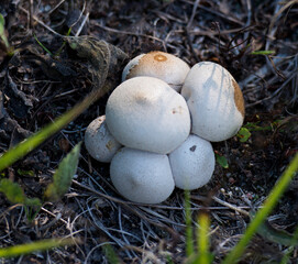 Mushrooms Fungus Photo and Image. Bunch of white wild mushrooms on ground in the autumn season.