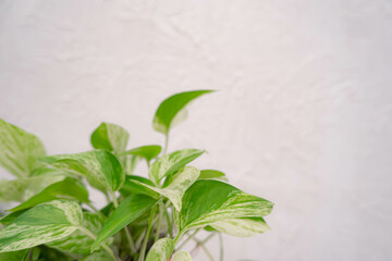 Close up of Golden pothos leaves on white wall background.