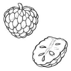 Vector illustration of Cherimoya. Whole fruit and half fruit. Black and white sketch. 
