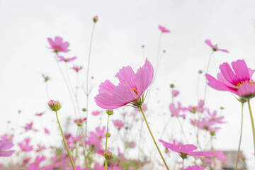 Obraz na płótnie Canvas Pink Cosmos flowers in the garden on white background. Beautiful pastel color flower background