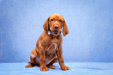   A brown little puppy sits on a  sofa in the living room. Hungarian vizsla